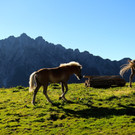 KOE_Seniorenbund Alpe Gamp 31_jpg-1378725913