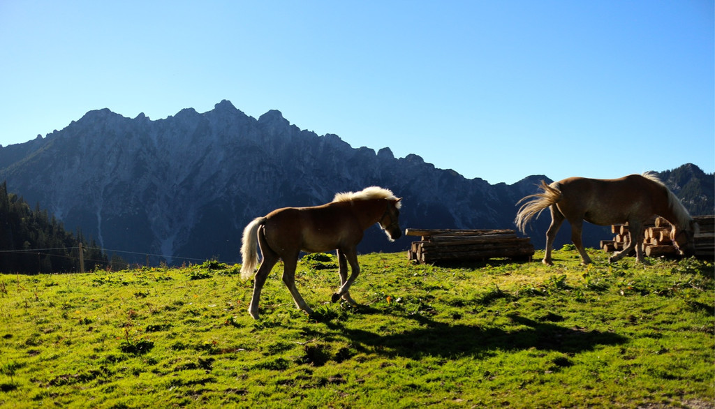 KOE_Seniorenbund Alpe Gamp 31_jpg-1378725913