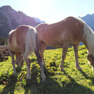 KOE_Seniorenbund Alpe Gamp 32_jpg-1378725920