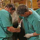 ZooSBG_KuenstlicheBesamung_Nashorn.jpg