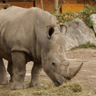 ZooSBG_Nashorn_Dame_Tamu.jpg