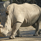 ZooSBG_Nashornbulle_Athos.jpg