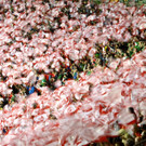 ABD0180-20130910.jpg