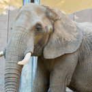 Das kleine Elefantenmädchen in Schönbrunn sucht einen Namen