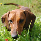 DSC_0149_JPG-1378908463