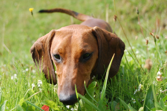 DSC_0149_JPG-1378908463