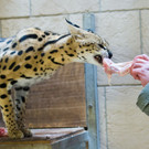 Entlaufener Serval2.jpg
