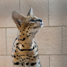 Entlaufener Serval3.jpg