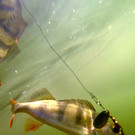 Fisch an der Angel.jpg
