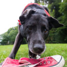 Hunde suchen M__ll2.jpg