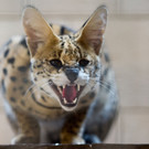 Serval entlaufen.jpg