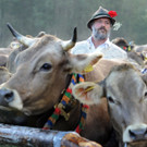Viehscheid bei Bad Hindelang.jpg