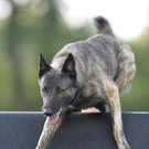 Wettbewerb der besten Sp__rhunde.jpg