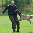 Wettbewerb der besten Zollhunde.jpg