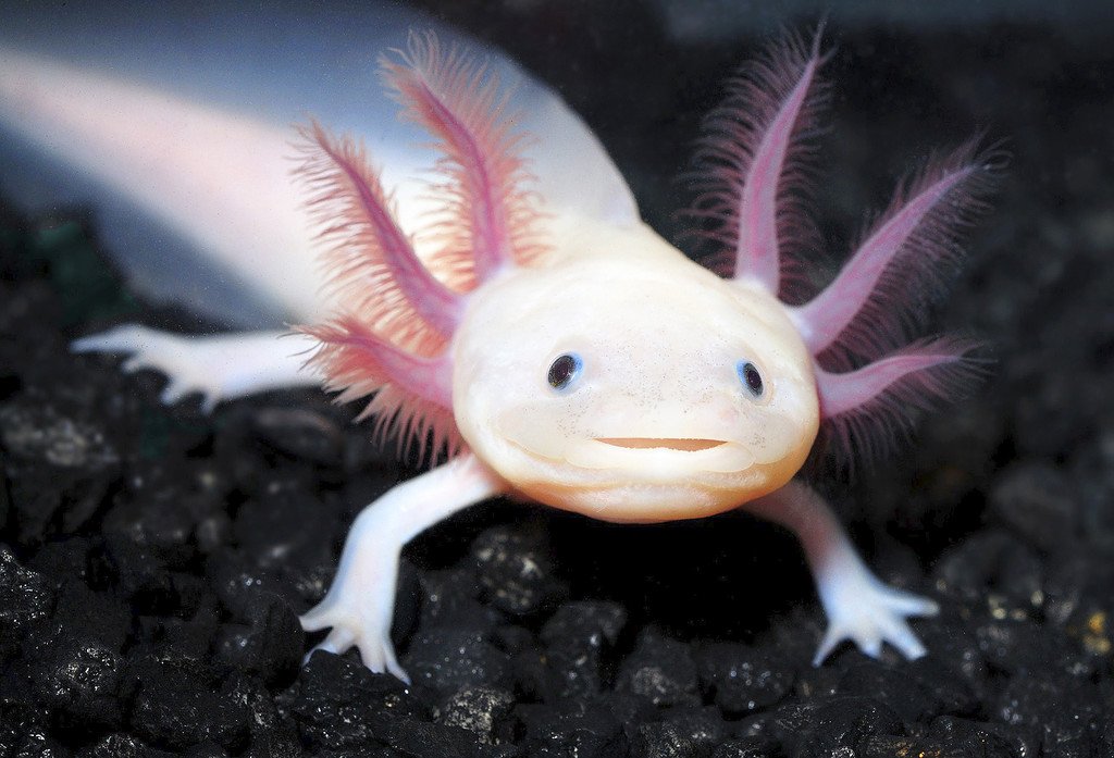 axolotl_apa.jpg