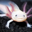 axolotl_apa.jpg