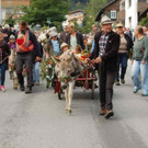 Großer Alpabtrieb in Tschagguns