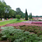 Jahresausflug L__neburger Heide 08_ - 11_Sept_ 2013 _14_.JPG