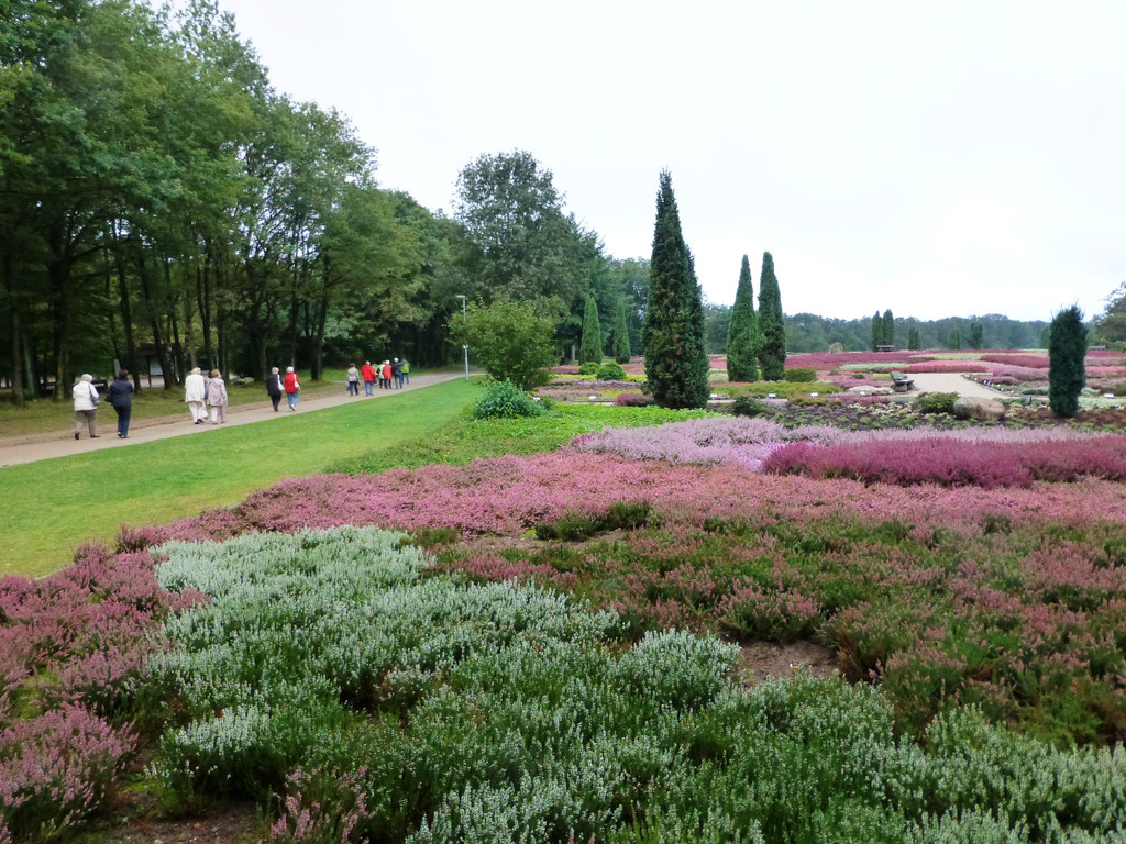 Jahresausflug L__neburger Heide 08_ - 11_Sept_ 2013 _14_.JPG
