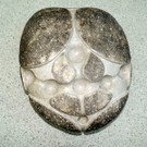 DSCN3504_JPG-1379270643