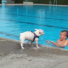 WalgaubadHund_jpg-1379277092