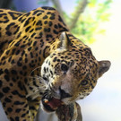 normal_17092013fmt_jaguar_ta_025.JPG