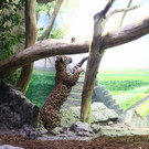 normal_17092013fmt_jaguar_ta_017.JPG