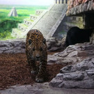 normal_17092013fmt_jaguar_ta_019.JPG