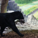 normal_17092013fmt_jaguar_ta_020.JPG