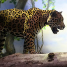 normal_17092013fmt_jaguar_ta_024.JPG