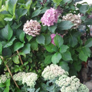 Fetthenne / Hortensie