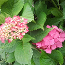 2013-09-02 16_42_43_jpg-1379444182