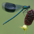 1_jpg-1379503241