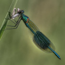 2_jpg-1379503245