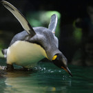 Die besten Tierbilder der KW 38
