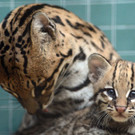 Die besten Tierbilder der KW 38