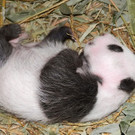 Die besten Tierbilder der KW 38
