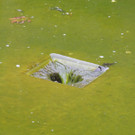 DSCN9658_JPG-1379684575