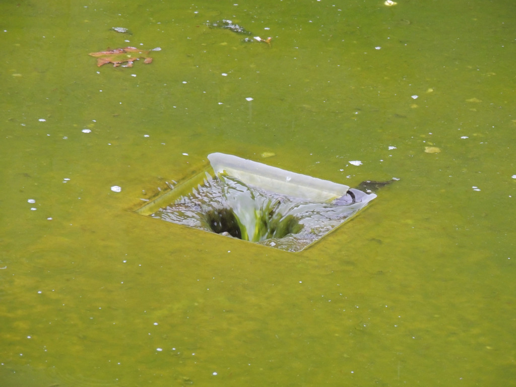 DSCN9658_JPG-1379684575