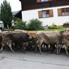 alpabtrieb _2__jpg-1379695570