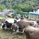 alpabtrieb _7__jpg-1379695599