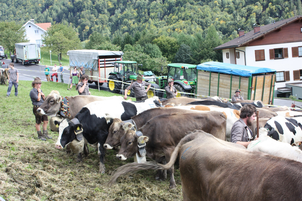 alpabtrieb _7__jpg-1379695599