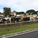 alpabtrieb _20__jpg-1379695705