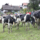 alpabtrieb _21__jpg-1379695717