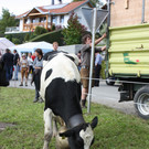 alpabtrieb _22__jpg-1379695729