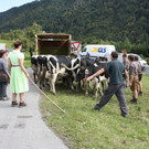 alpabtrieb _24__jpg-1379695750