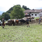 alpabtrieb _31__jpg-1379695799