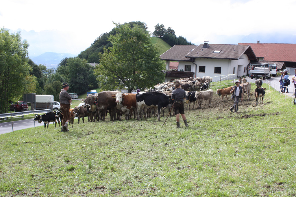 alpabtrieb _31__jpg-1379695799