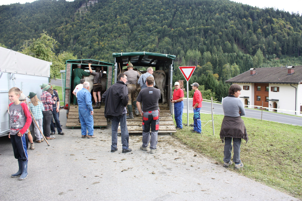 alpabtrieb _34__jpg-1379695824