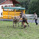 alpabtrieb _35__jpg-1379695833